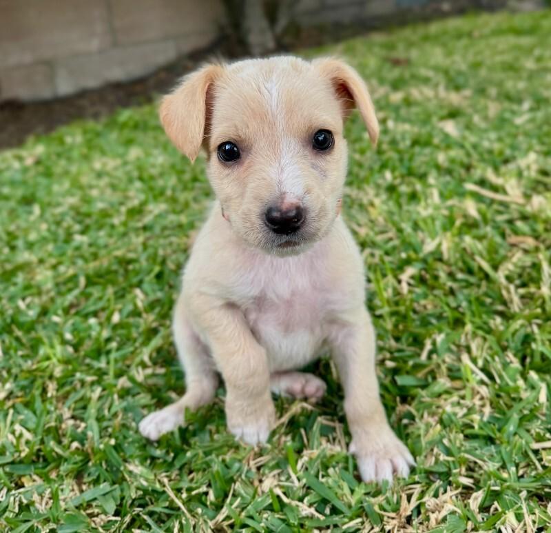 Enlarge Persimmon, a Adoptable Cocker Spaniel in Manhattan Beach, CA image 3/6