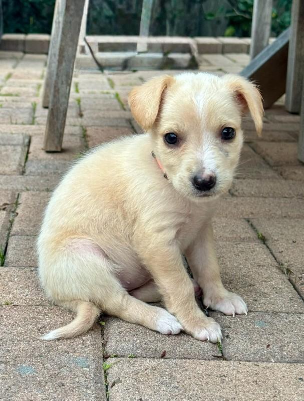 Enlarge Persimmon, a Adoptable Cocker Spaniel in Manhattan Beach, CA image 4/6