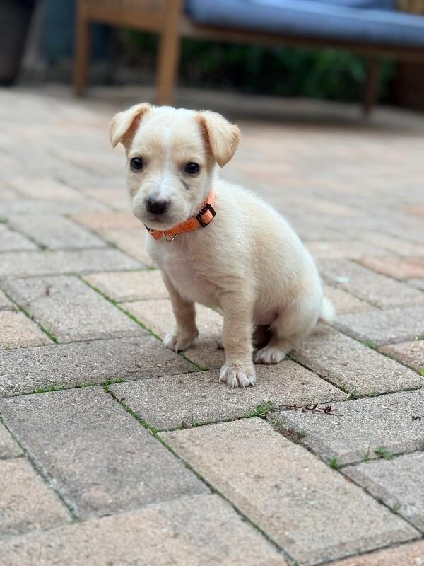 Enlarge Persimmon, a Adoptable Cocker Spaniel in Manhattan Beach, CA image 5/6