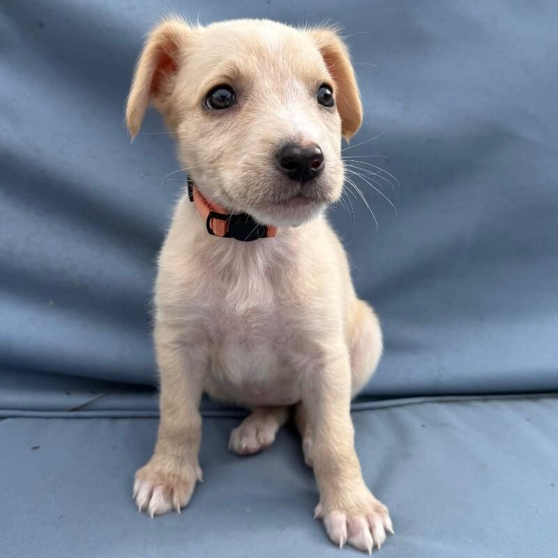 Enlarge Persimmon, a Adoptable Cocker Spaniel in Manhattan Beach, CA image 6/6