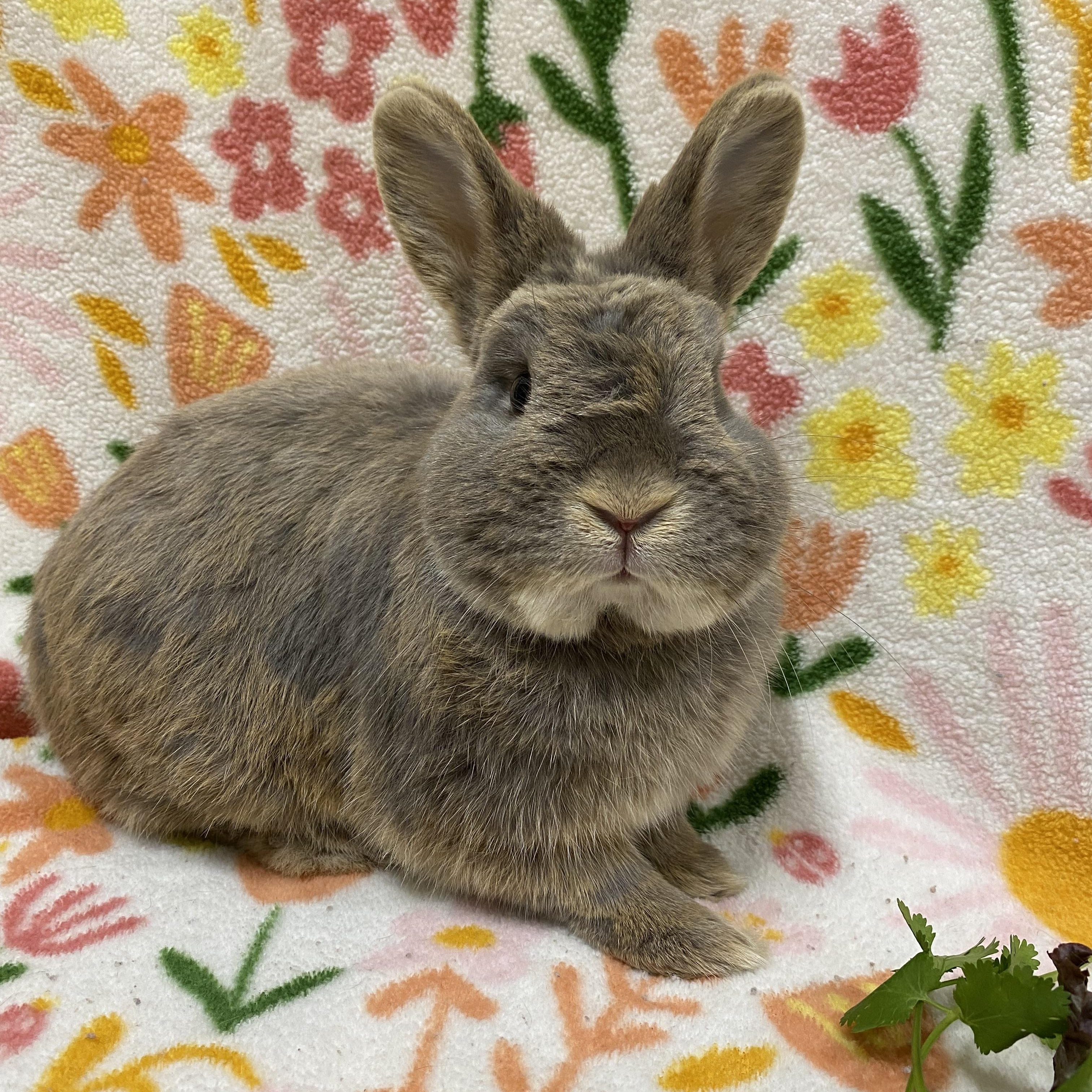 Teasel, an adopted mixed breed in Livermore, CA image 1/4