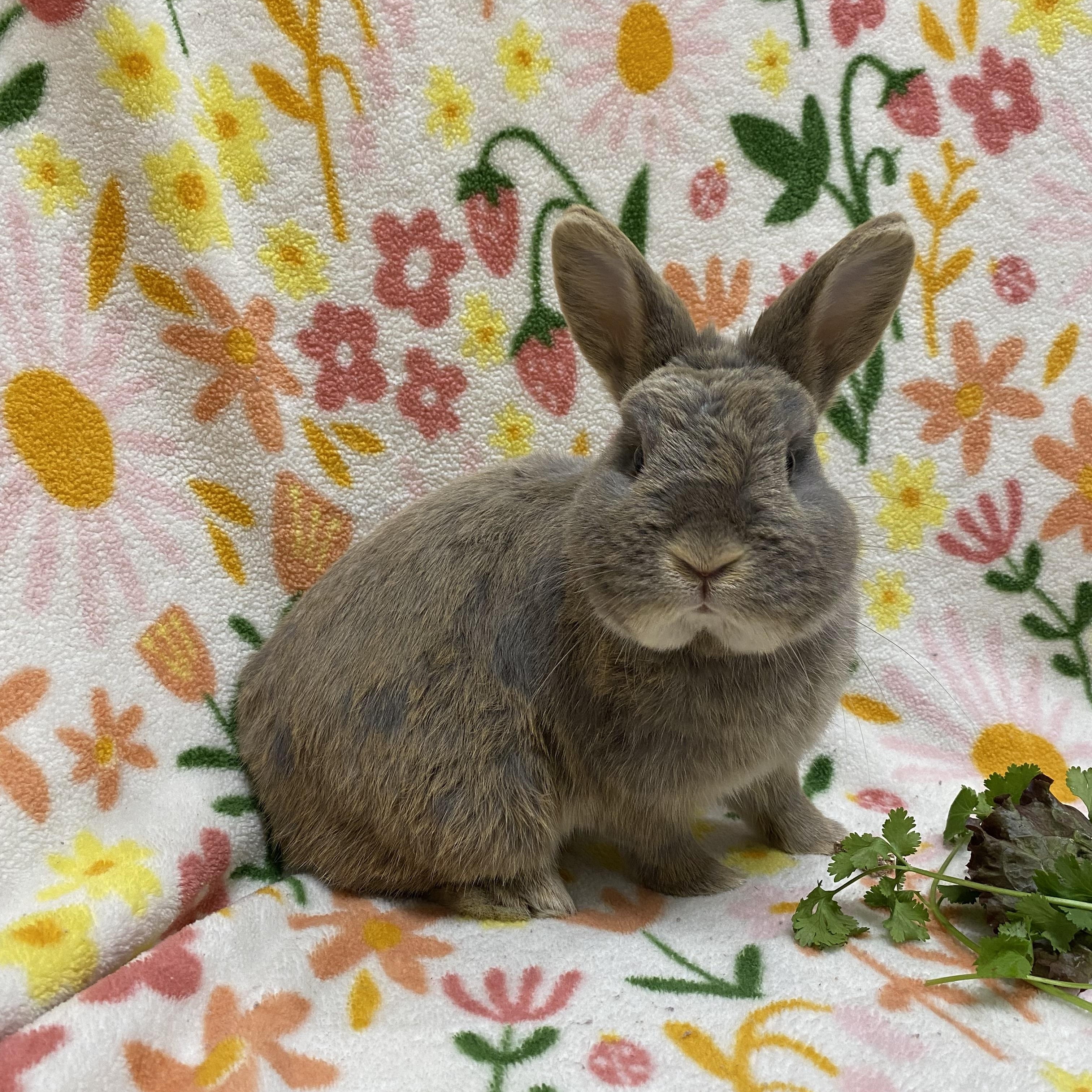 Teasel, an adopted mixed breed in Livermore, CA image 4/4
