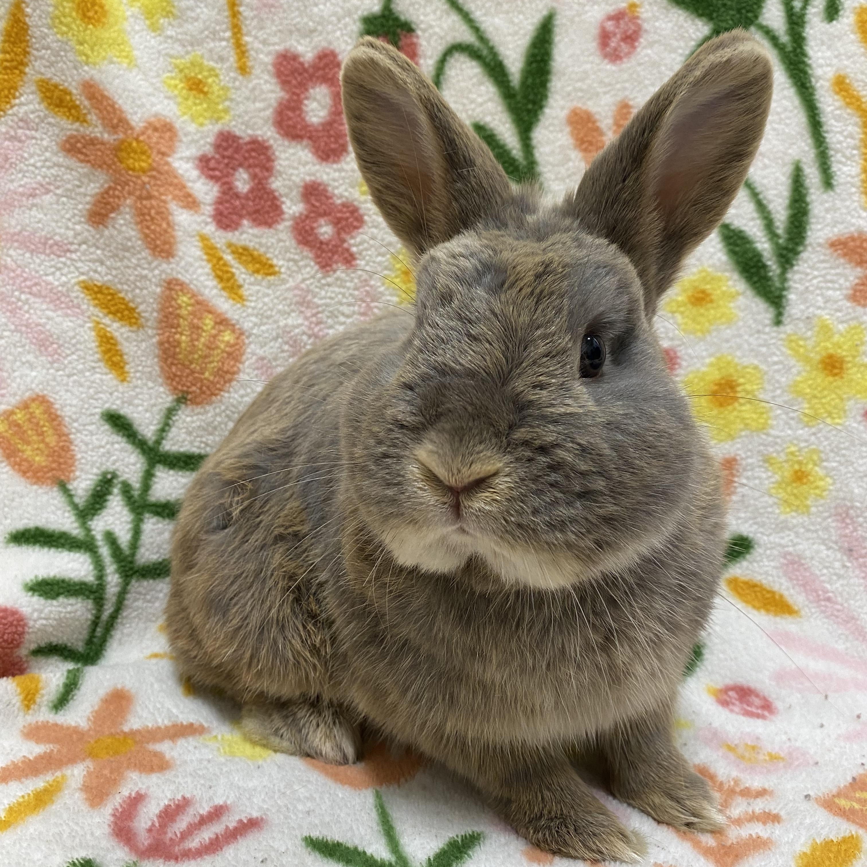 Teasel, an adopted mixed breed in Livermore, CA image 2/4
