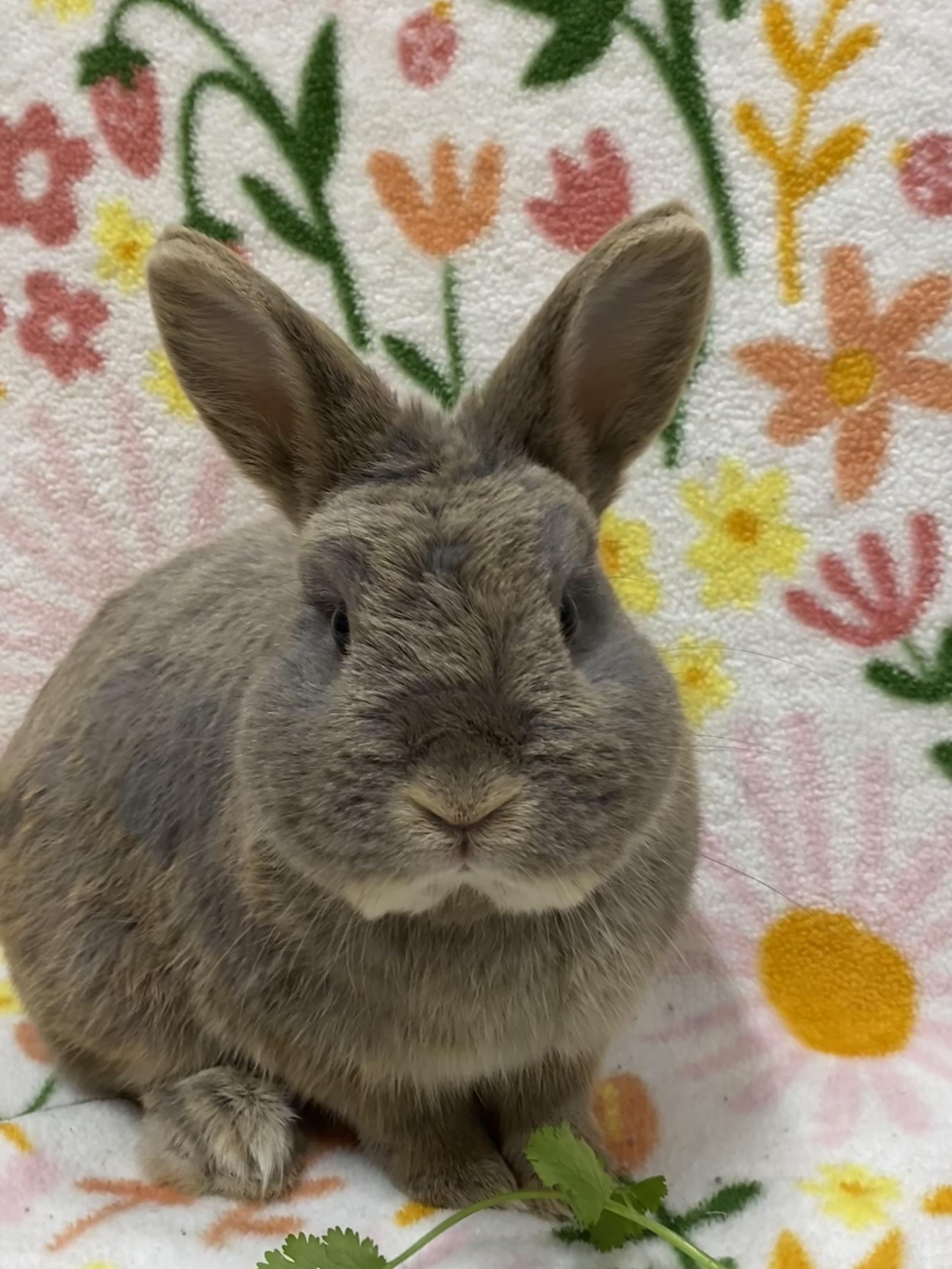 Teasel, an adopted mixed breed in Livermore, CA image 3/4