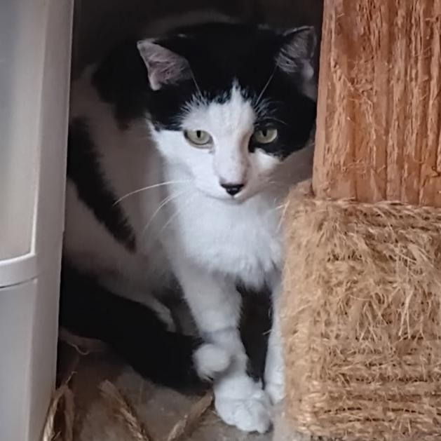 Pixel, ADOPTABLE, Young Female Domestic Short Hair.