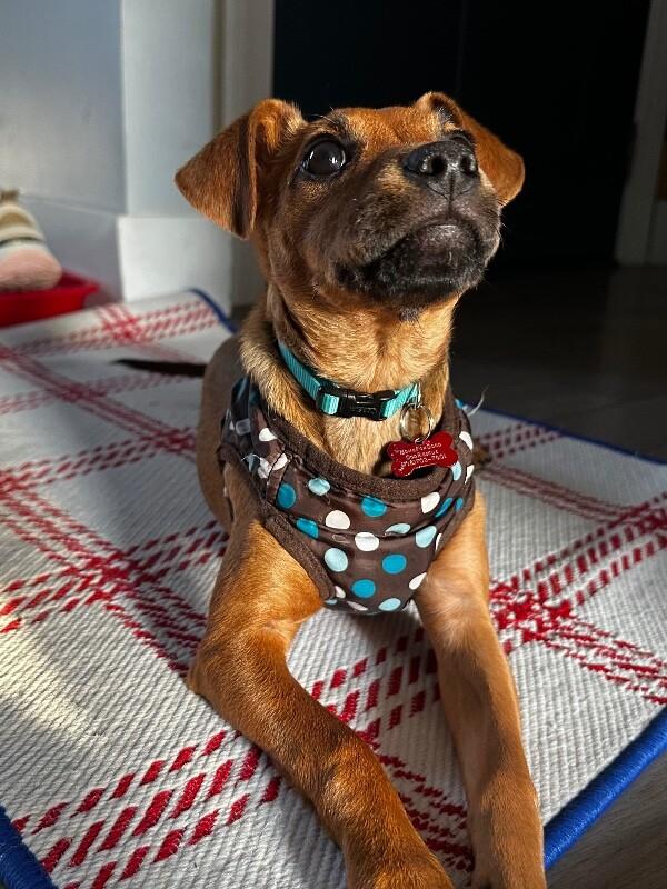 Enlarge Sydney (lab x), a Adoptable mixed breed in Berkeley Heights, NJ image 1/6