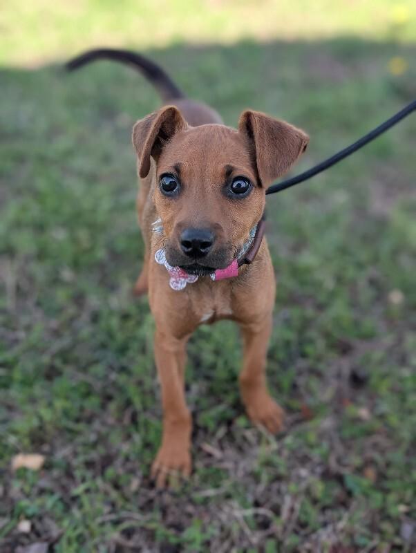 Enlarge Sydney (lab x), a Adoptable mixed breed in Berkeley Heights, NJ image 2/6