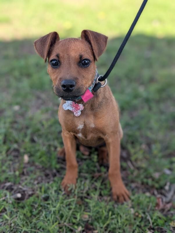 Enlarge Sydney (lab x), a Adoptable mixed breed in Berkeley Heights, NJ image 3/6