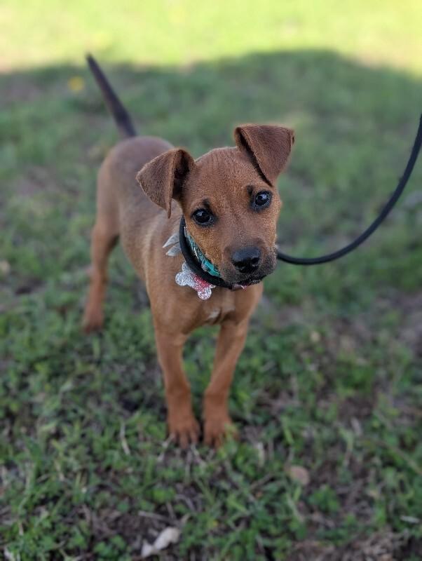 Enlarge Sydney (lab x), a Adoptable mixed breed in Berkeley Heights, NJ image 4/6