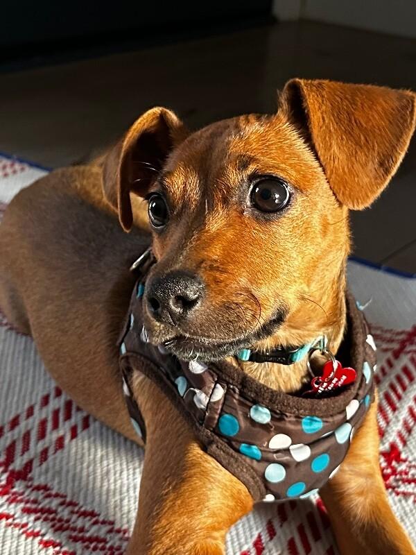 Enlarge Sydney (lab x), a Adoptable mixed breed in Berkeley Heights, NJ image 5/6