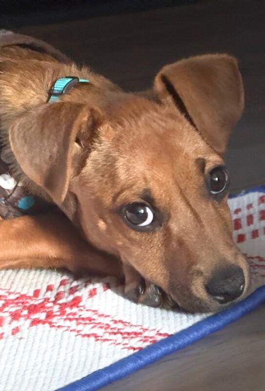 Enlarge Sydney (lab x), a Adoptable mixed breed in Berkeley Heights, NJ image 6/6