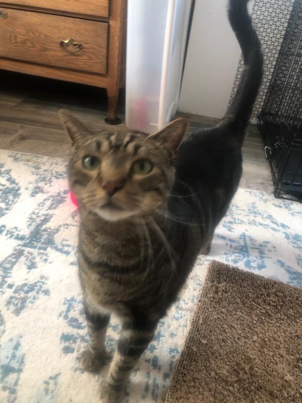 Enlarge Clyde and Bonnie at Luna Cat Collective, a Adoptable Domestic Short Hair in Ellicott City, MD image 1/4