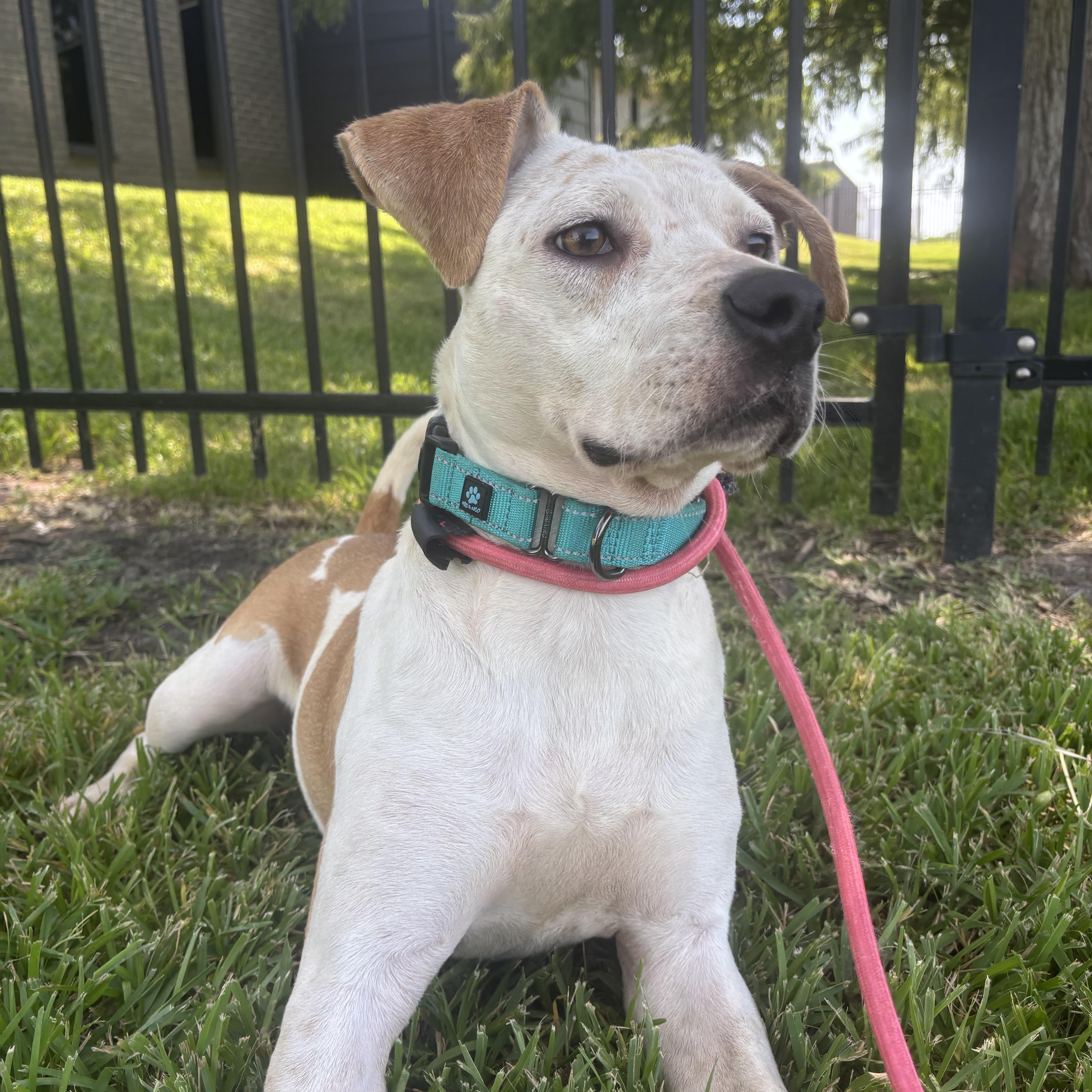Enlarge Swettie, a Adopted Mixed Breed in Rocky Hill, CT image 4/5