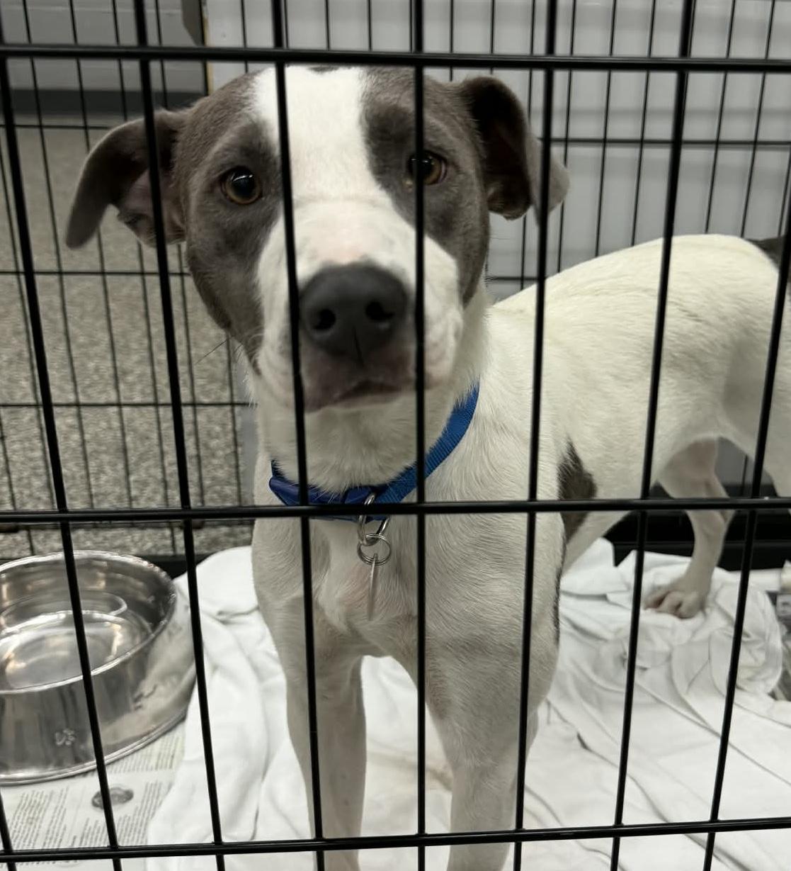 Enlarge Roxi, a ADOPTABLE mixed breed in Parma, OH image 1/1