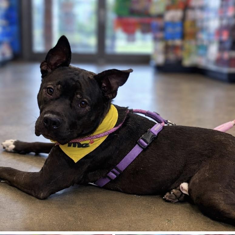 Buzz, a Adoptable Mixed Breed in O'Fallon, MO image 1/6