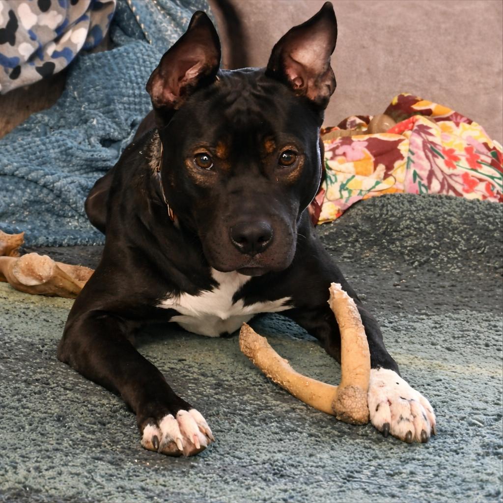 Buzz, Adoptable, Adult Male Mixed Breed.