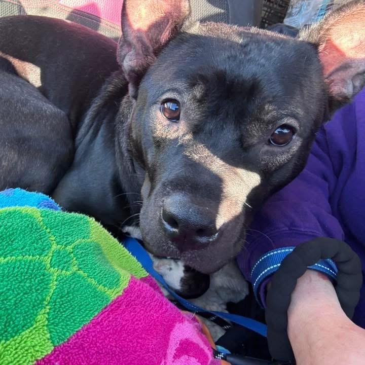 Buzz, a Adoptable Mixed Breed in O'Fallon, MO image 2/6