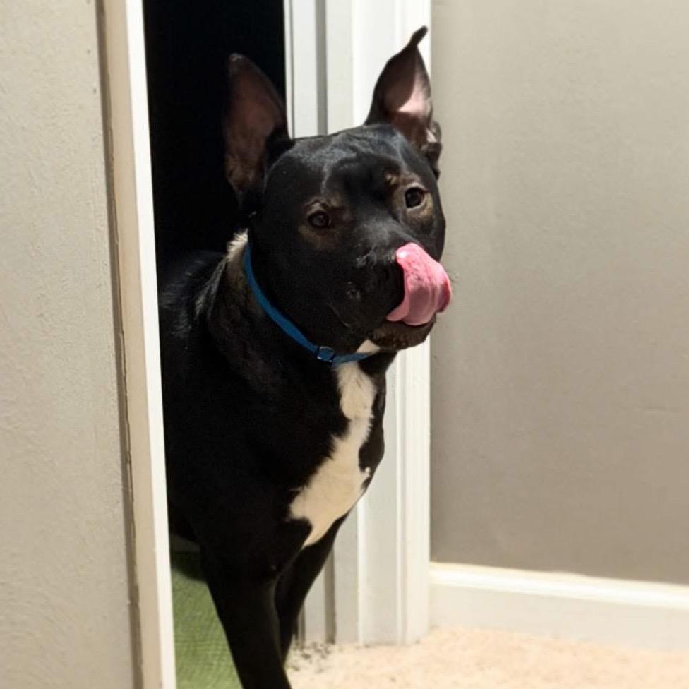 Buzz, a Adoptable Mixed Breed in O'Fallon, MO image 3/6