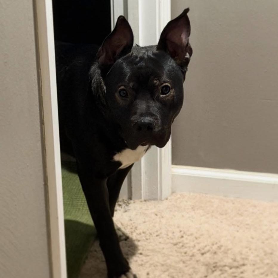 Buzz, a Adoptable Mixed Breed in O'Fallon, MO image 4/6