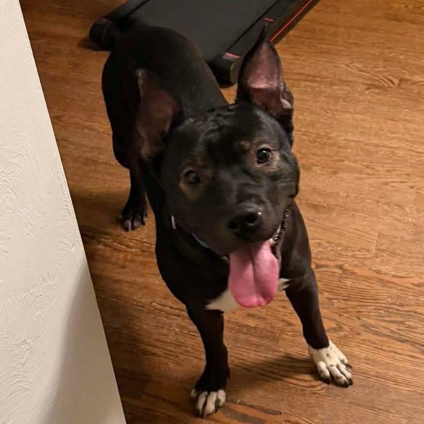 Buzz, a Adoptable Mixed Breed in O'Fallon, MO image 5/6