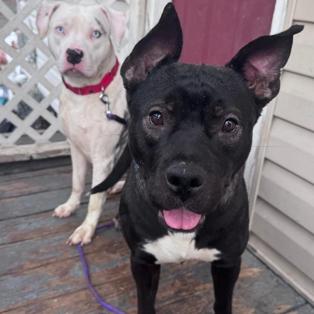 Buzz, a Adoptable Mixed Breed in O'Fallon, MO image 6/6