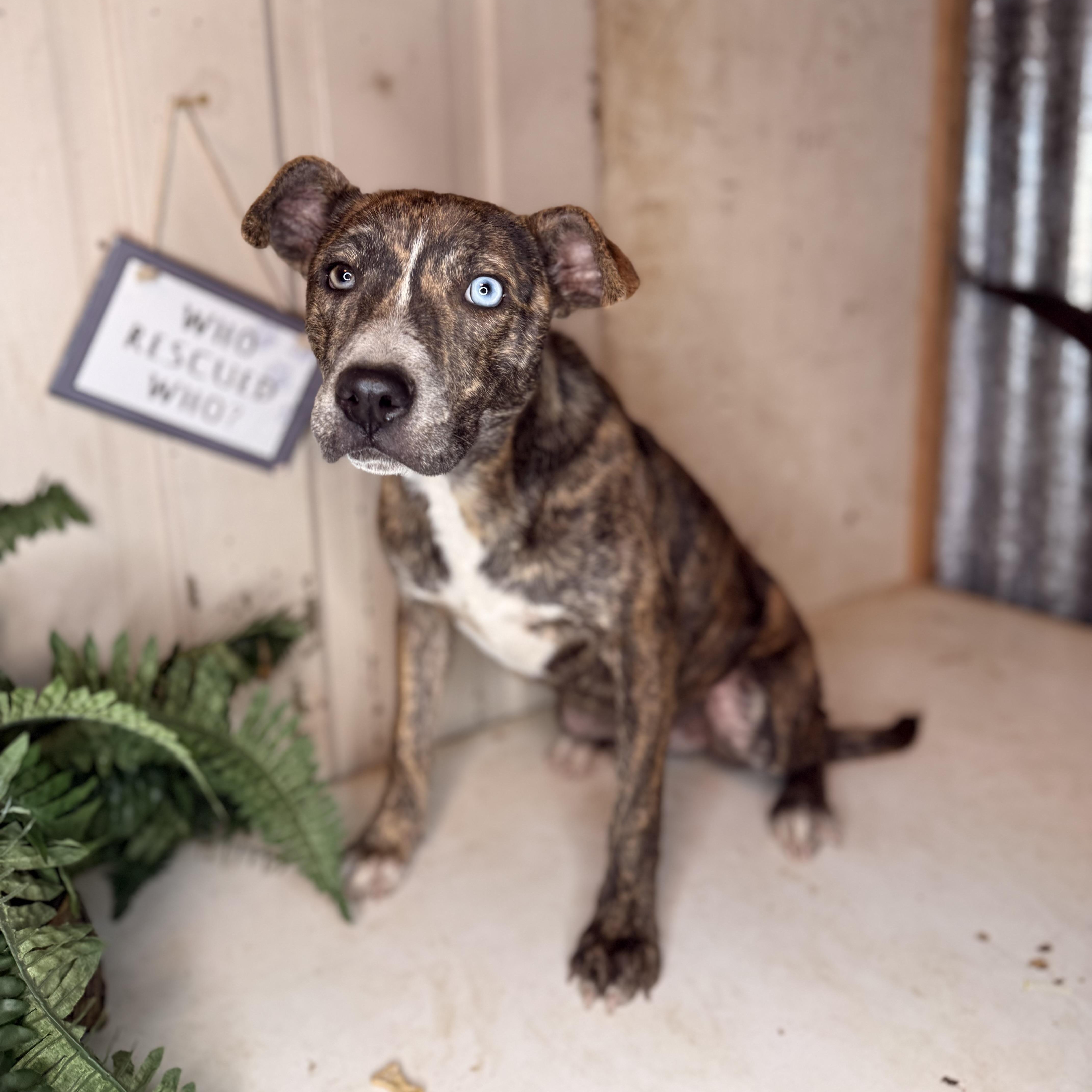 Enlarge Ravena ($150 total adoption fee-sponsored), a Adoptable mixed breed in Arnold, MO image 6/6