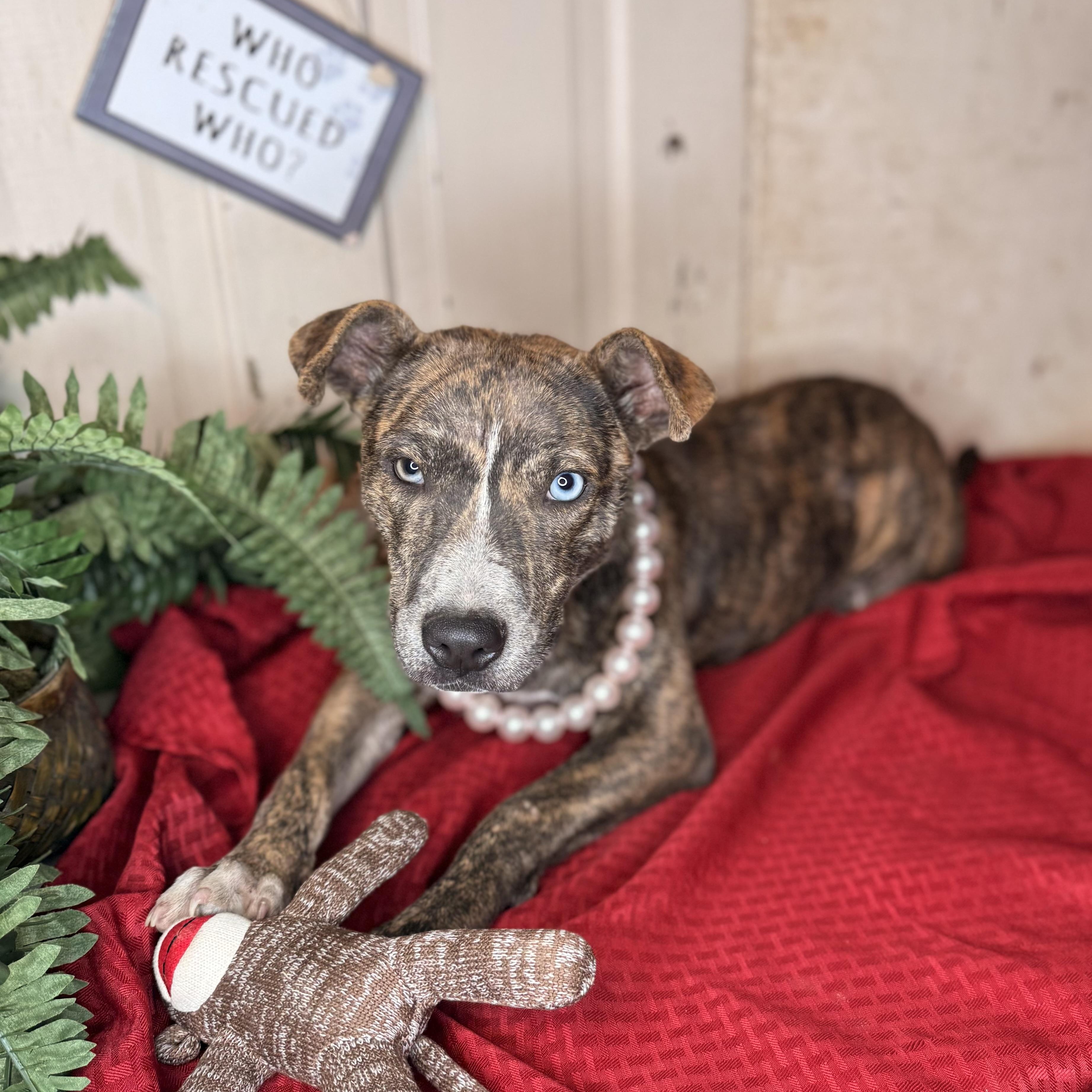 Enlarge Ravena ($150 total adoption fee-sponsored), a Adoptable mixed breed in Arnold, MO image 4/6