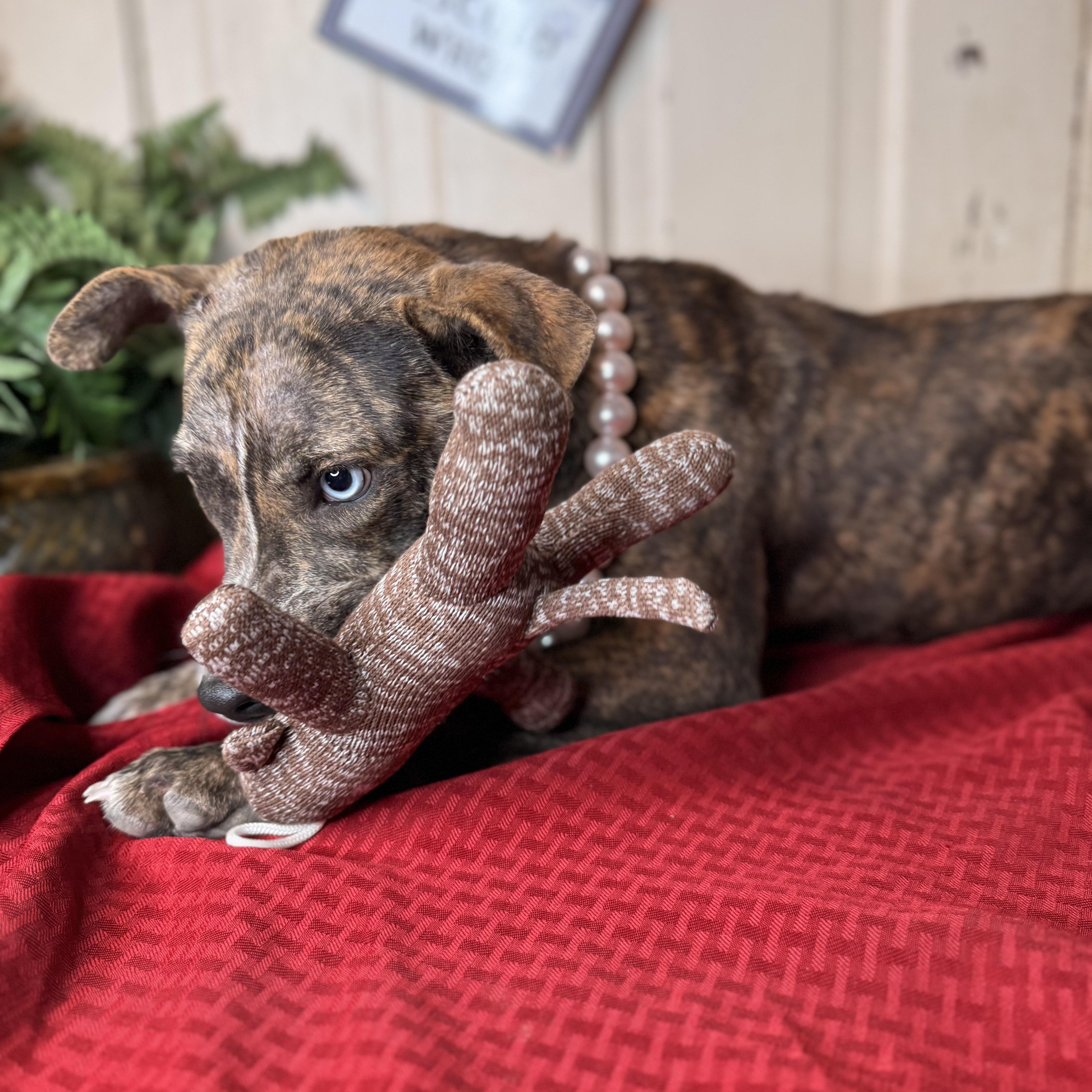 Ravena ($150 total adoption fee-sponsored), Adoptable, Young Female Plott Hound & Mixed Breed.