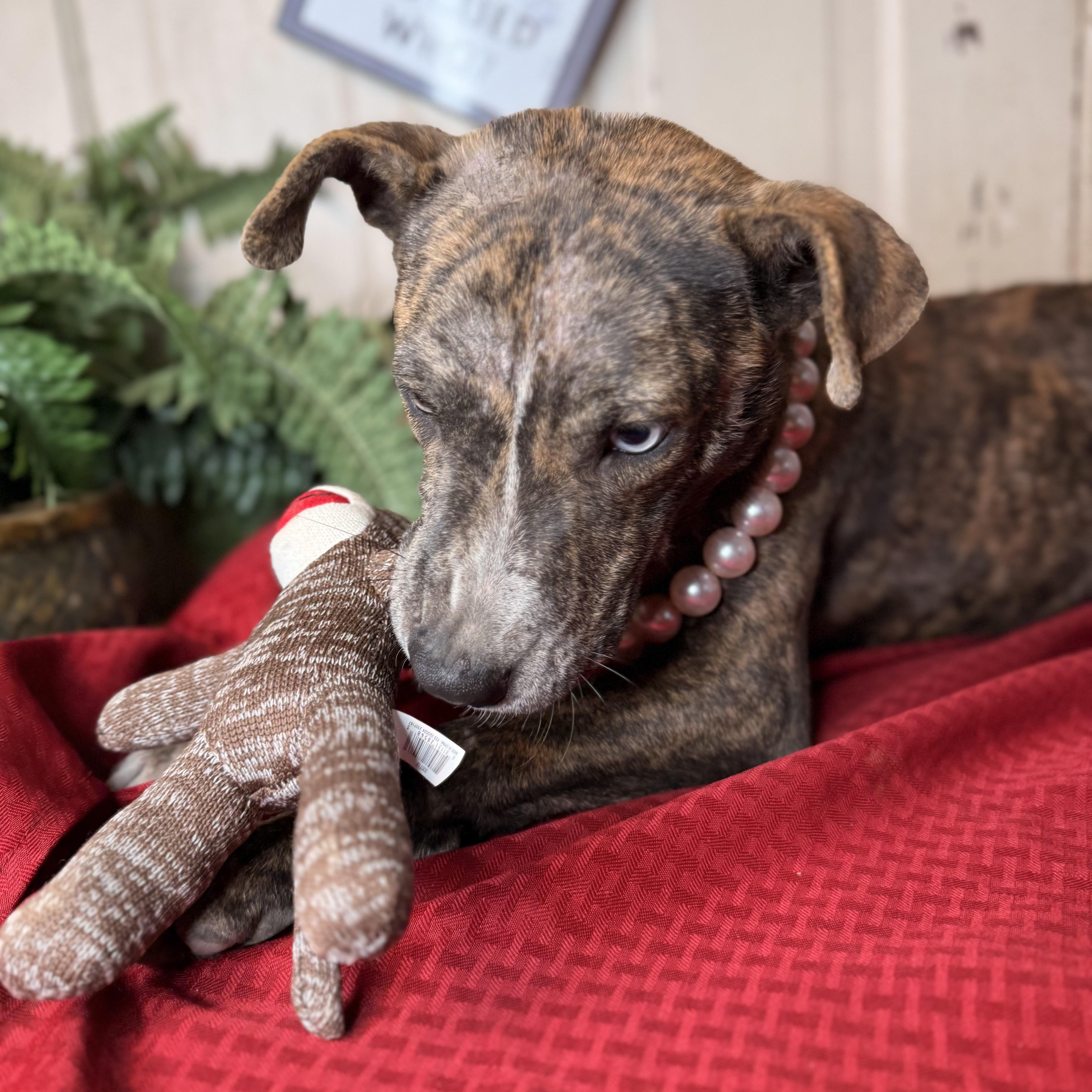 Enlarge Ravena ($150 total adoption fee-sponsored), a Adoptable mixed breed in Arnold, MO image 5/6