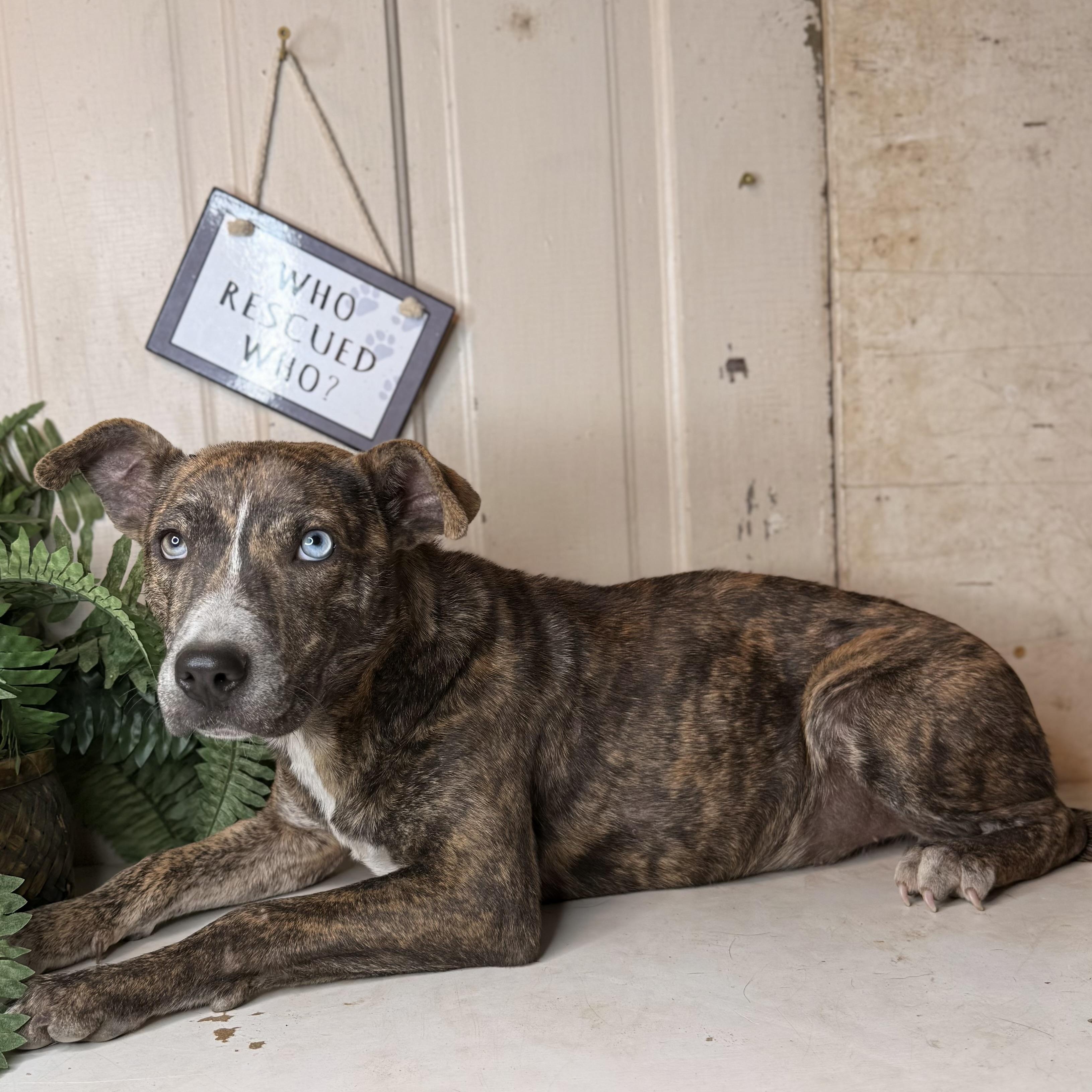 Enlarge Ravena ($150 total adoption fee-sponsored), a Adoptable mixed breed in Arnold, MO image 3/6