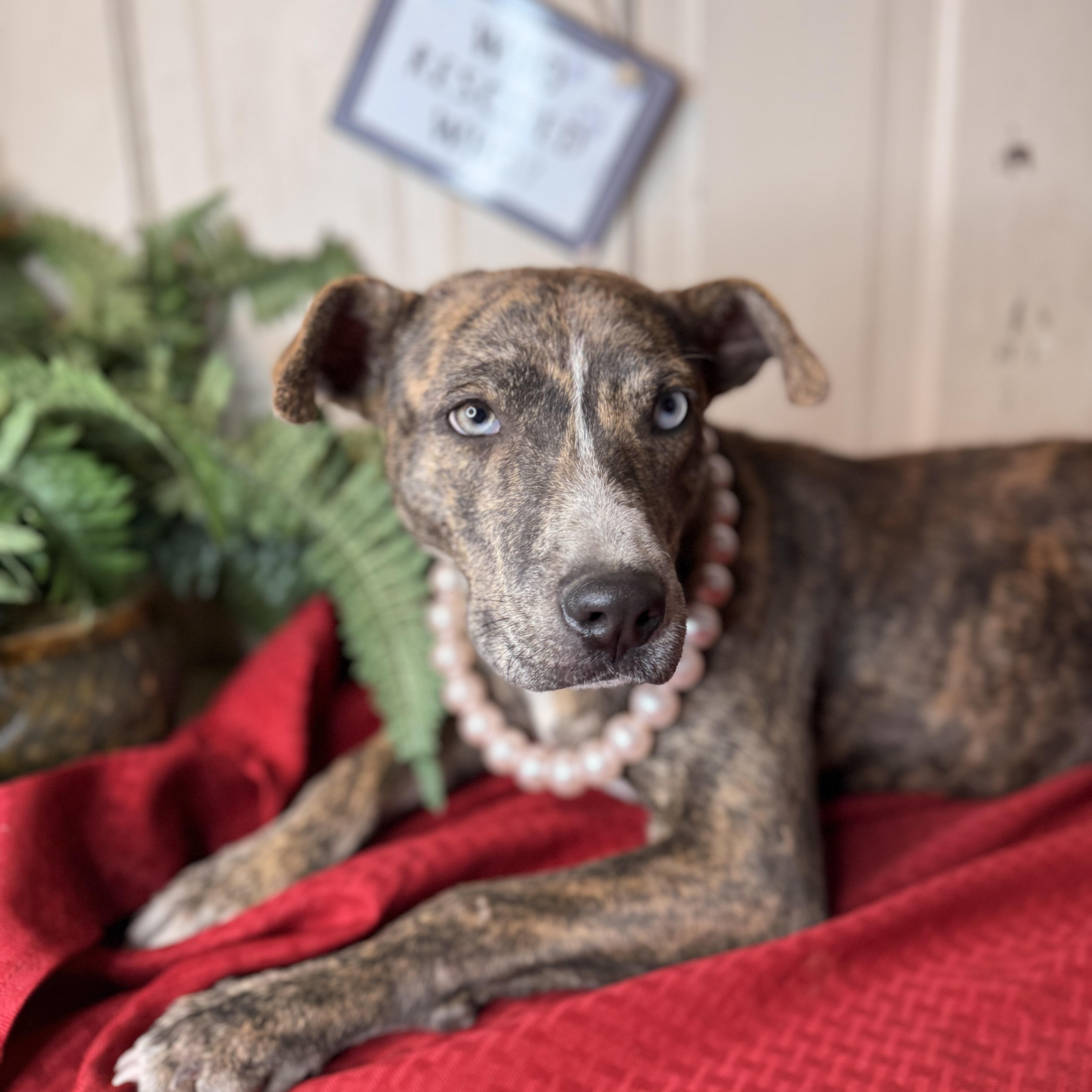 Enlarge Ravena ($150 total adoption fee-sponsored), a Adoptable mixed breed in Arnold, MO image 2/6