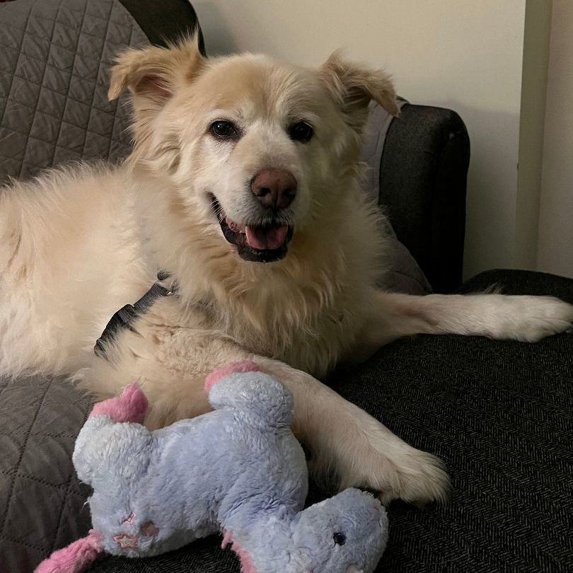 Enlarge Charlie Fry, a Adoptable Great Pyrenees in Atlanta, GA image 3/6