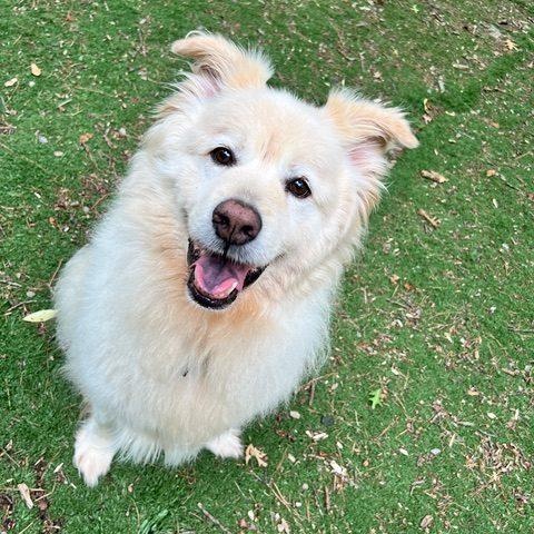 Charlie Fry, Adoptable, Adult Male Great Pyrenees.