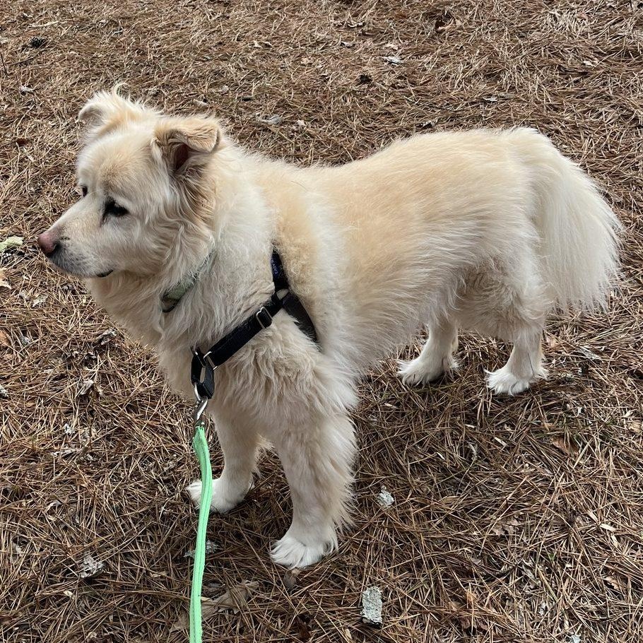 Enlarge Charlie Fry, a Adoptable Great Pyrenees in Atlanta, GA image 4/6