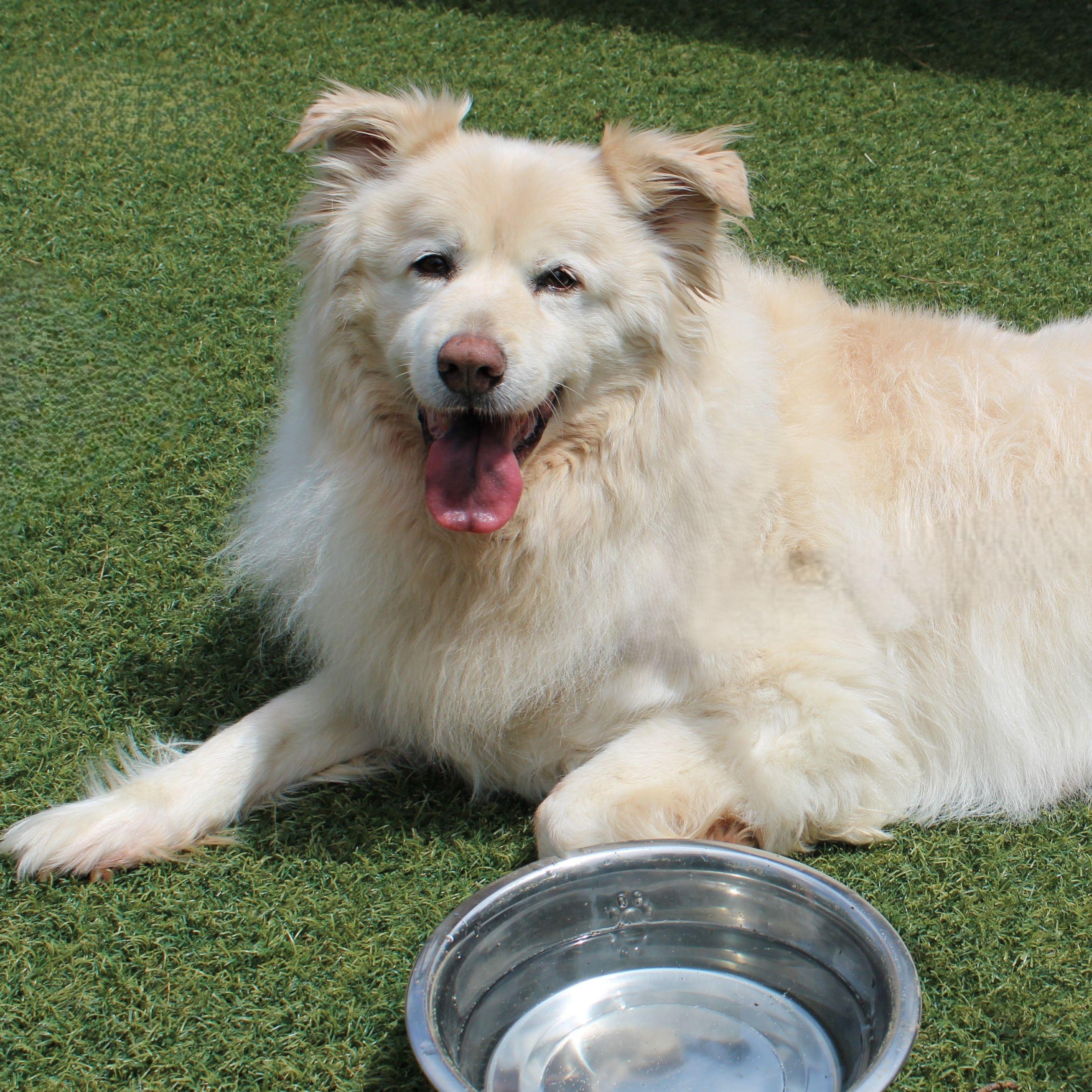Enlarge Charlie Fry, a Adoptable Great Pyrenees in Atlanta, GA image 1/6