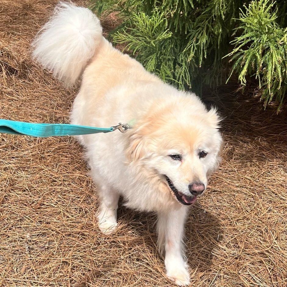 Enlarge Charlie Fry, a Adoptable Great Pyrenees in Atlanta, GA image 6/6
