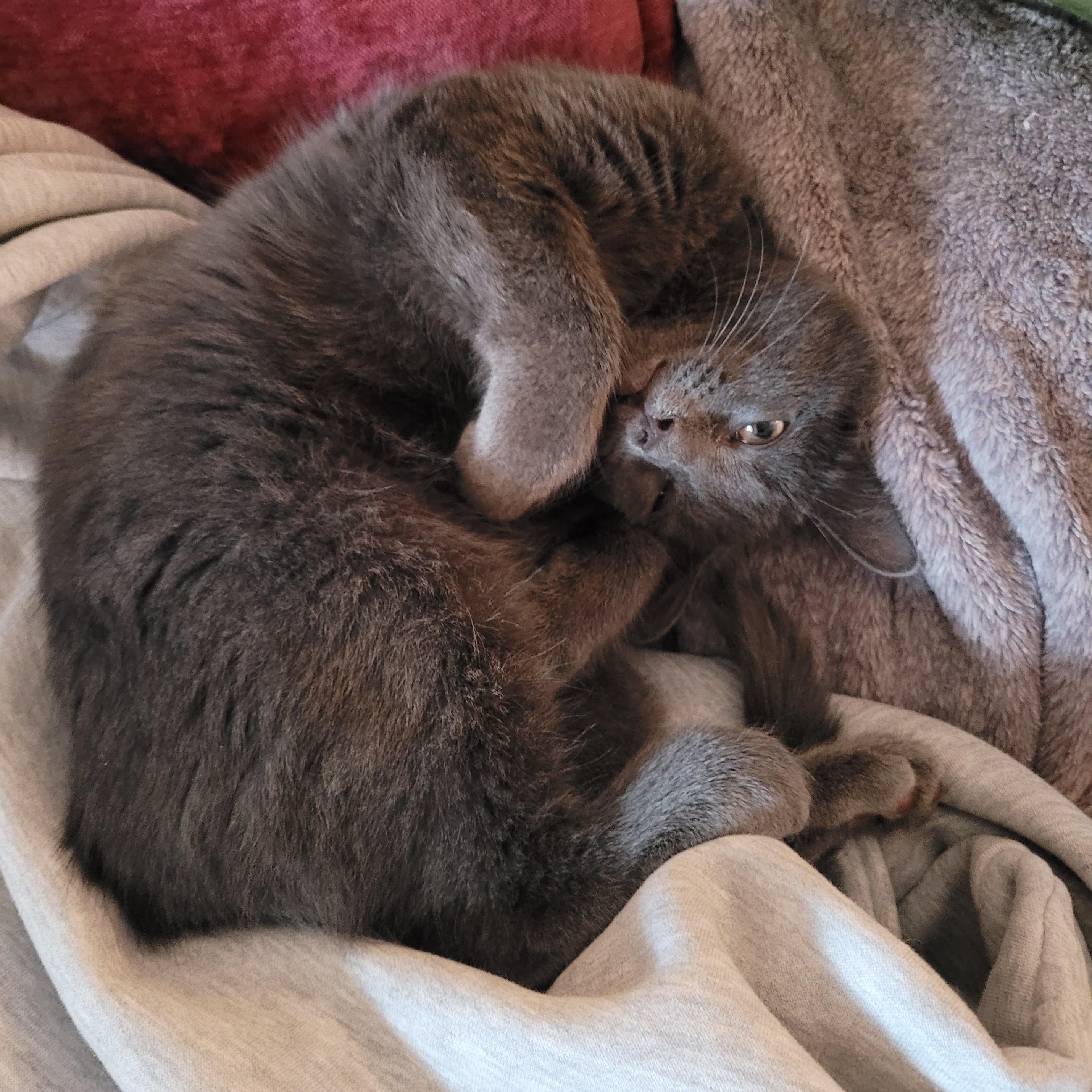 Enlarge Jack, an adopted Domestic Short Hair in Whitestown, IN image 1/3