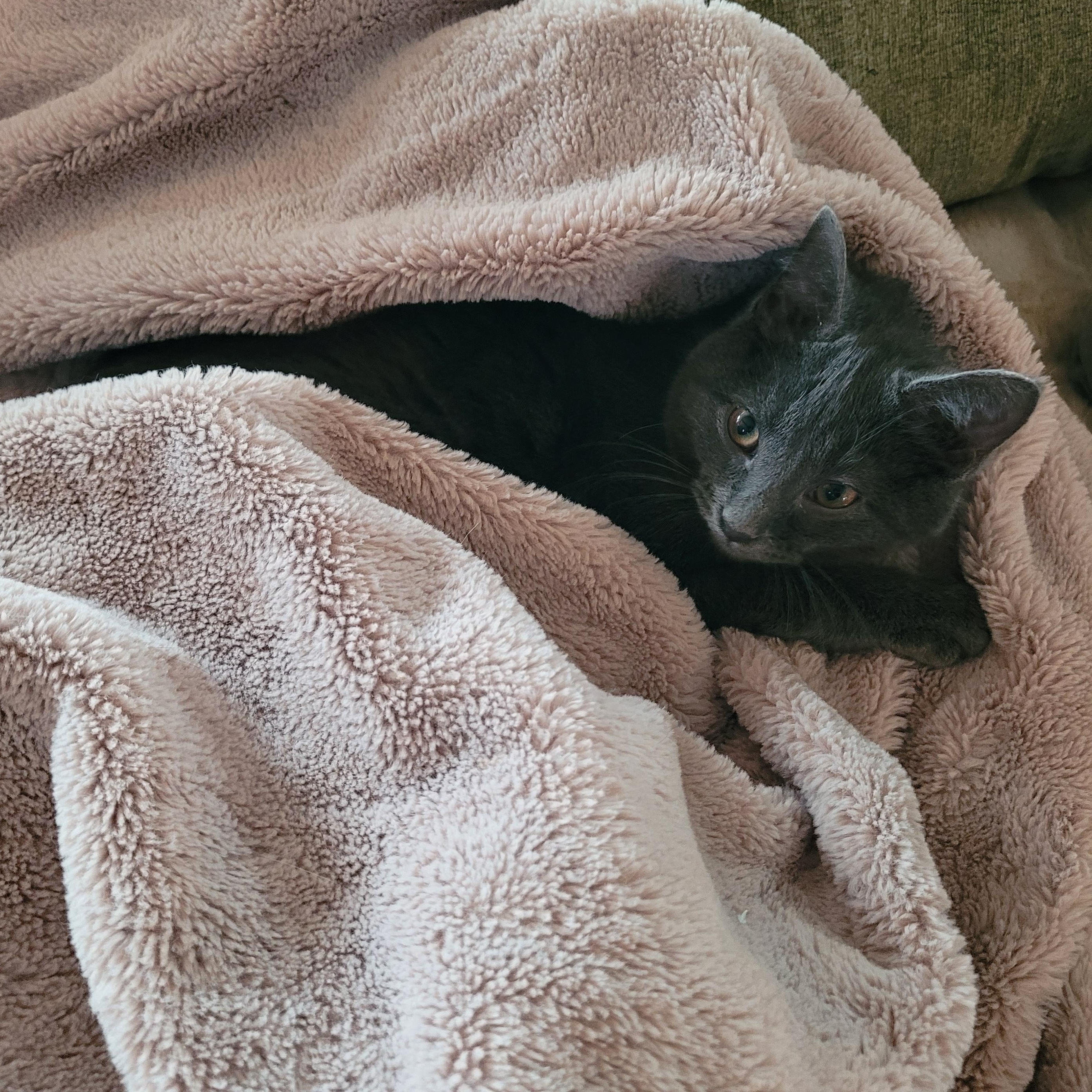 Enlarge Jack, an adopted Domestic Short Hair in Whitestown, IN image 2/3