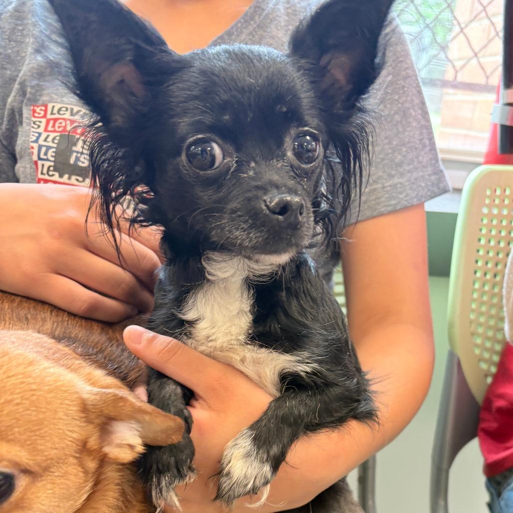 La Chona, Adoptable, Adult Female Chihuahua.