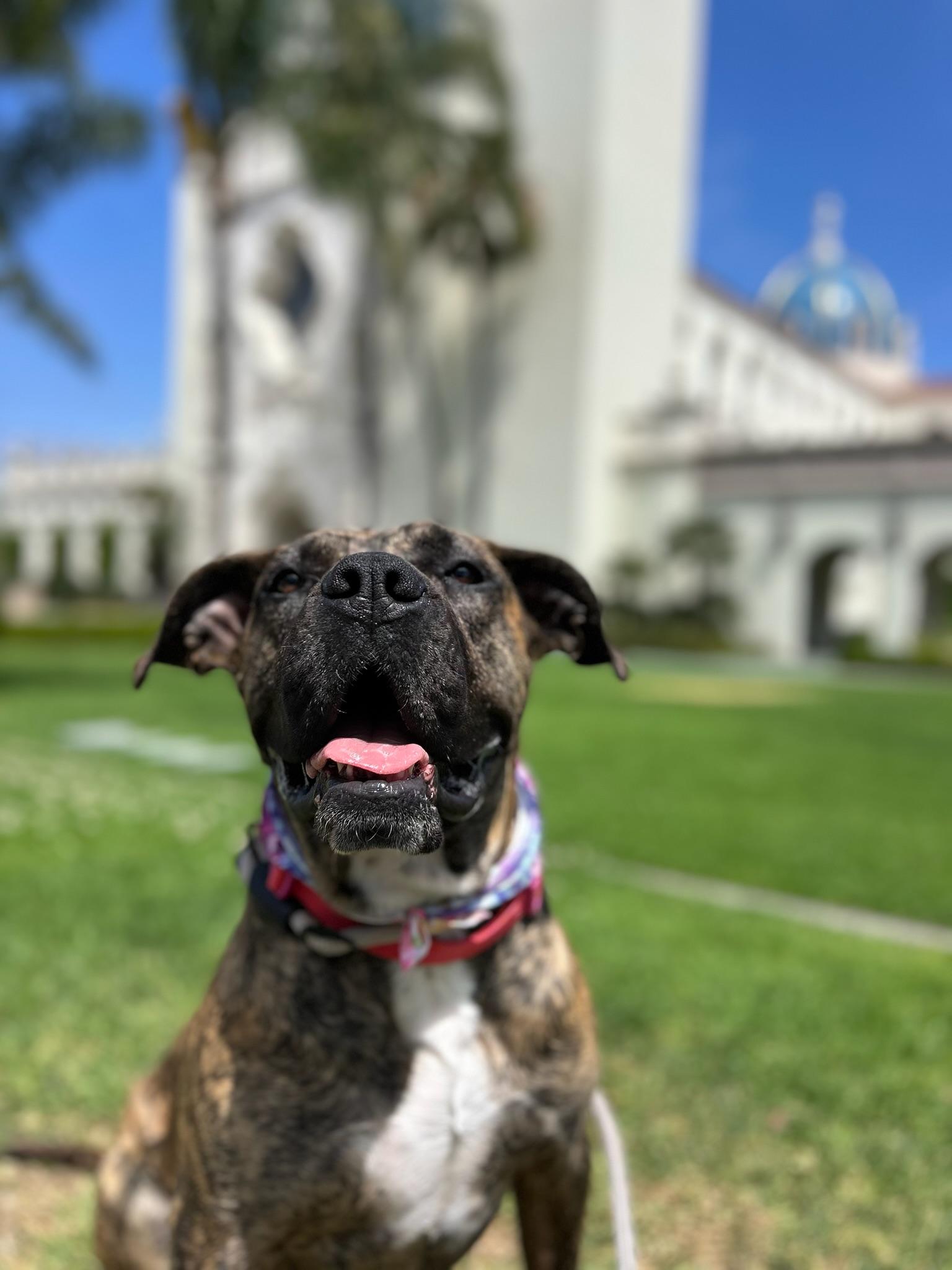 Enlarge Ginny, an adopted mixed breed in Temecula, CA image 5/6