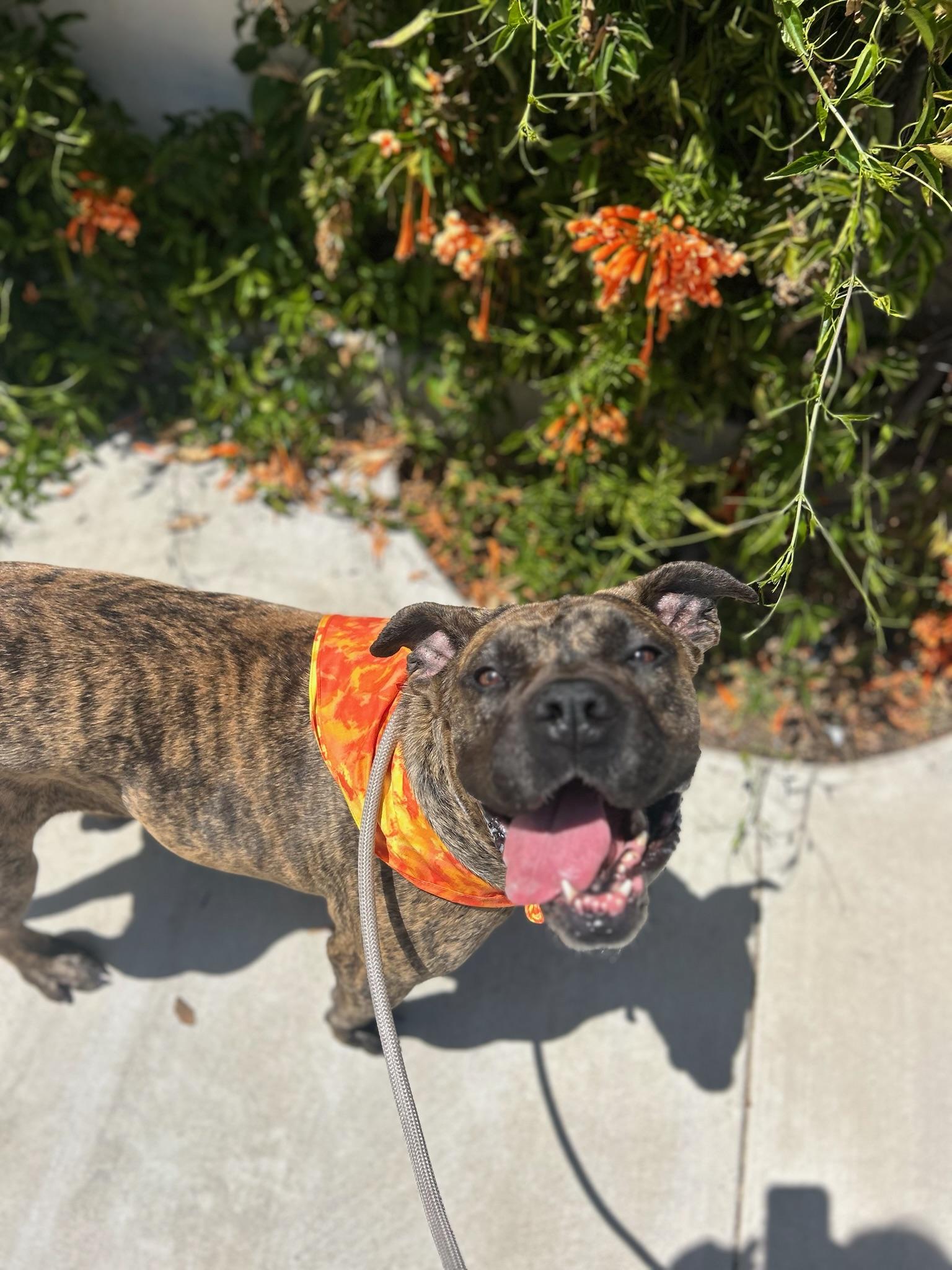 Ginny, adopted, Young Female Boxer.