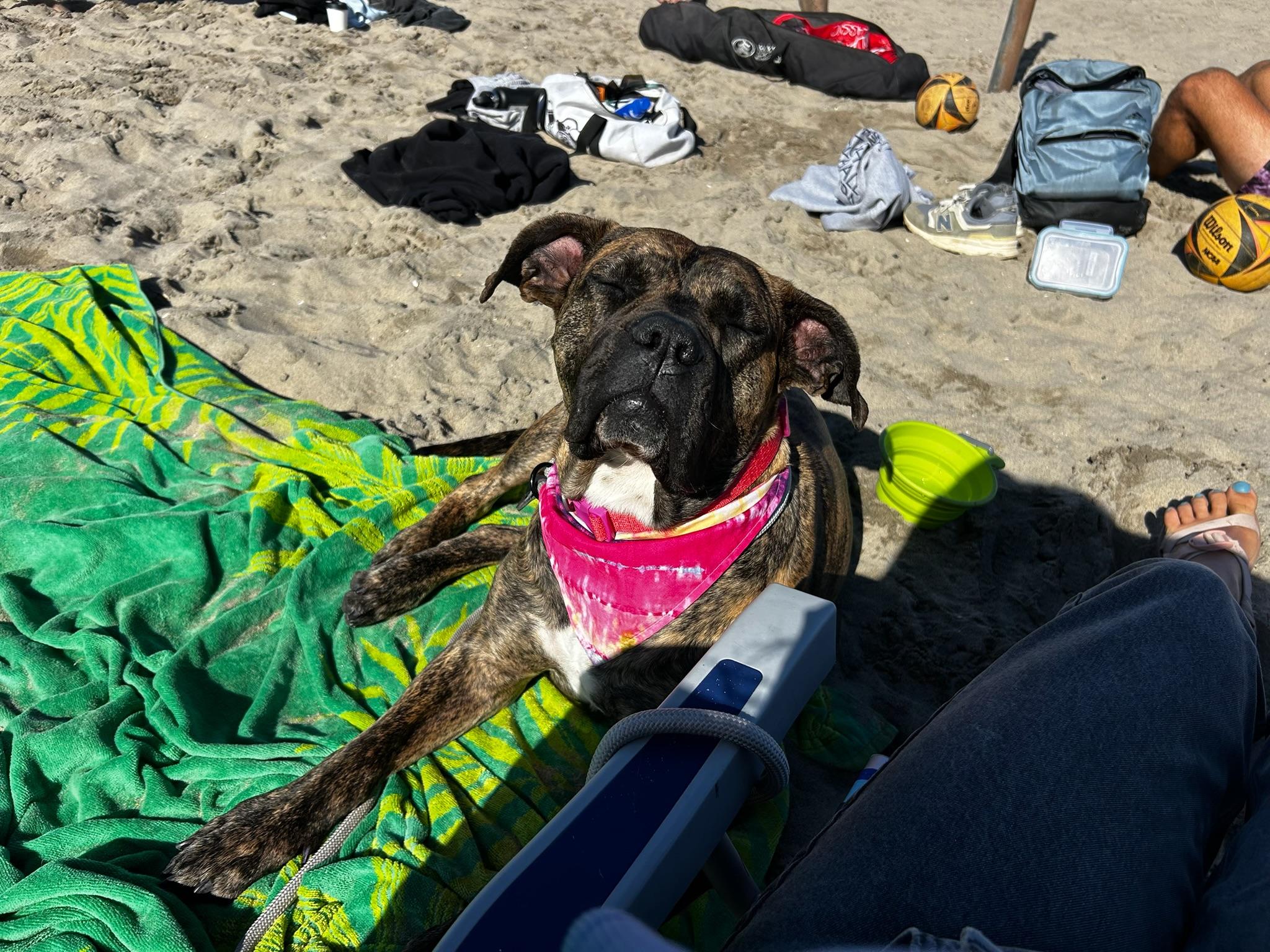 Enlarge Ginny, an adopted mixed breed in Temecula, CA image 4/6
