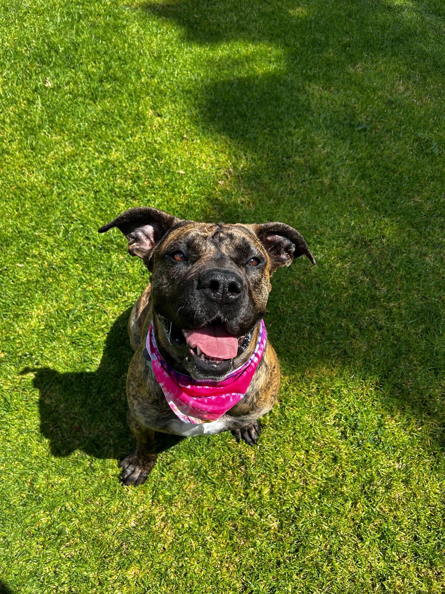 Enlarge Ginny, an adopted mixed breed in Temecula, CA image 6/6