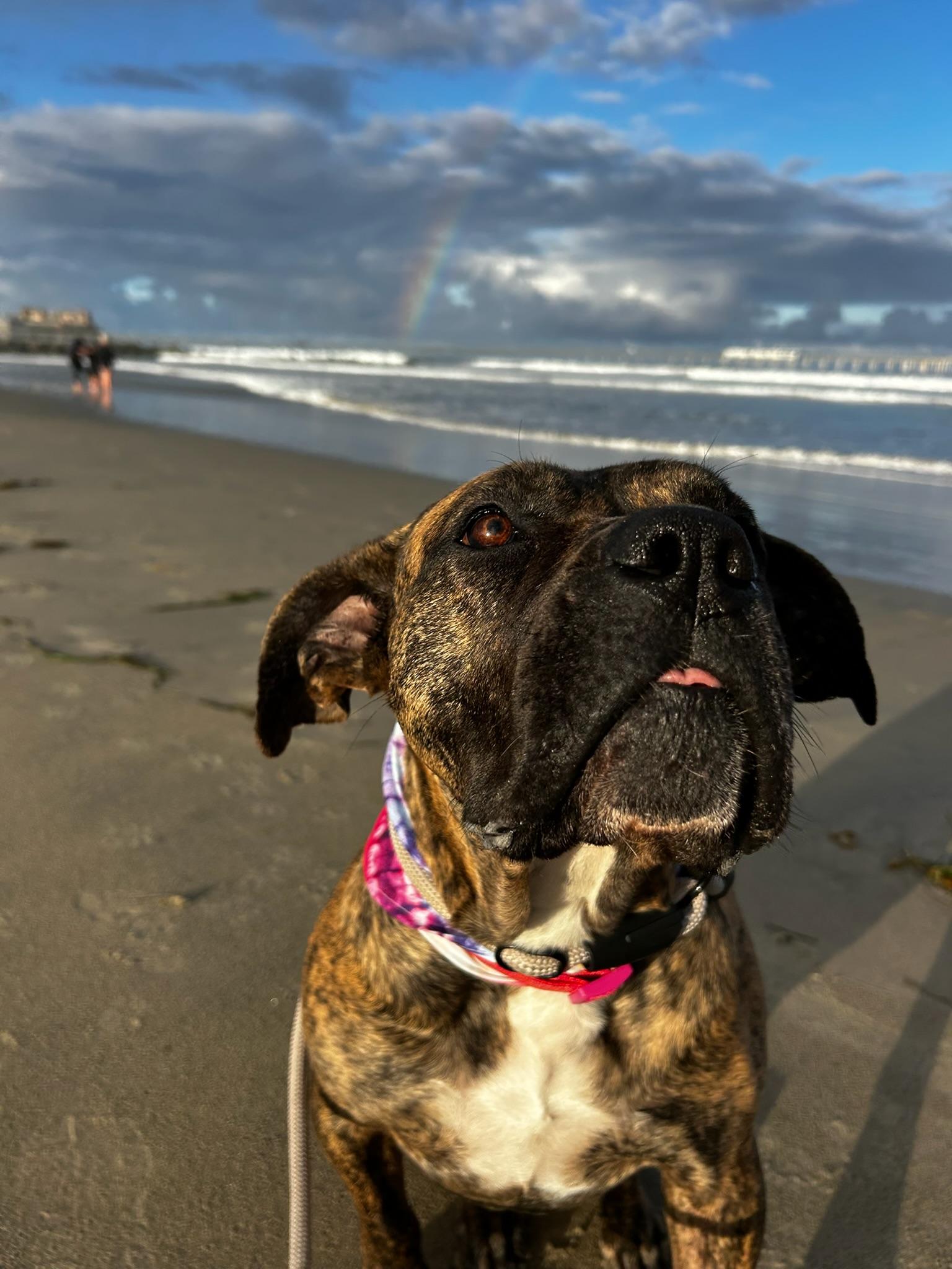 Enlarge Ginny, an adopted mixed breed in Temecula, CA image 2/6