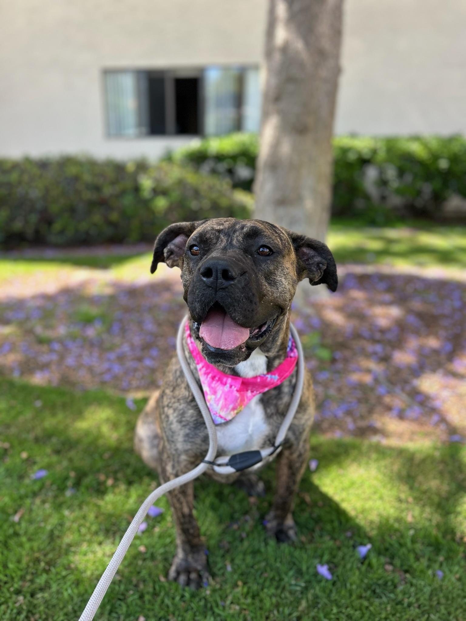 Enlarge Ginny, an adopted mixed breed in Temecula, CA image 3/6