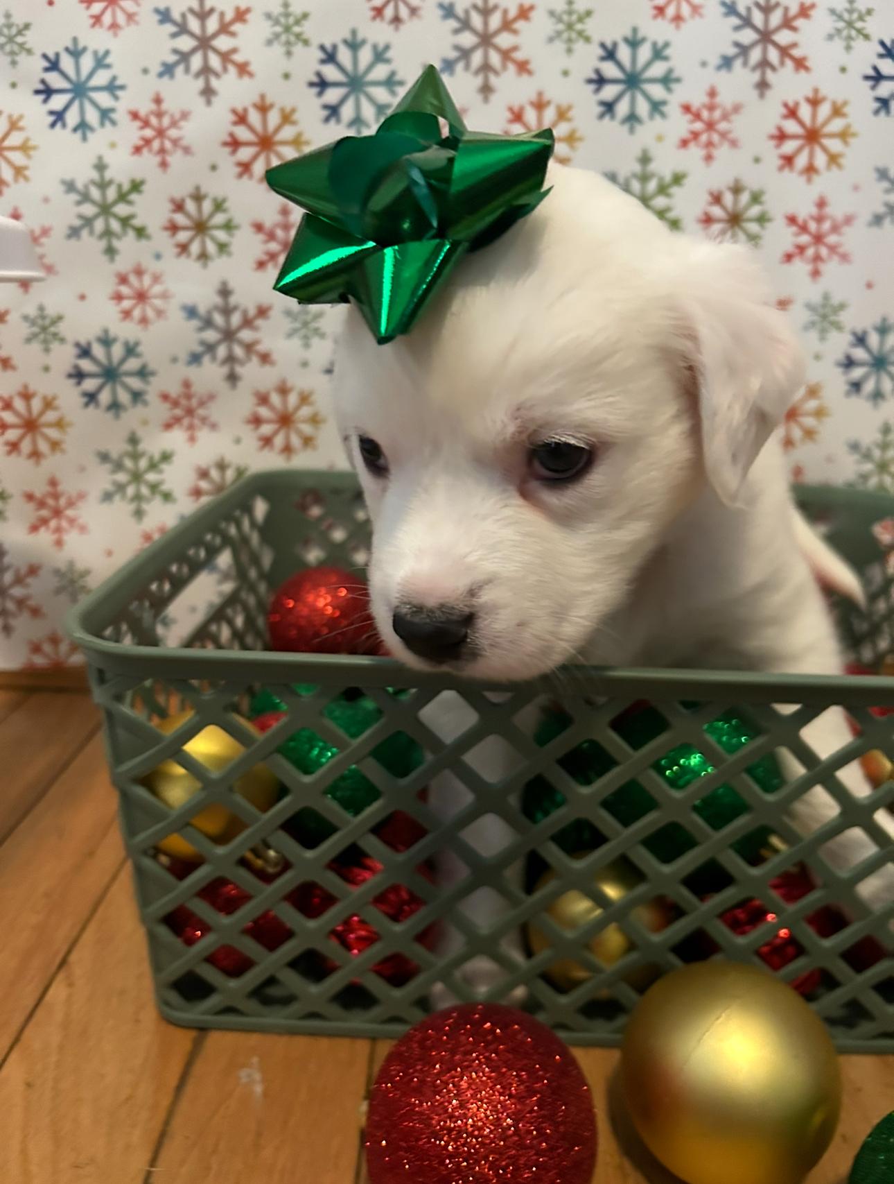 Zero, Adoptable, Puppy Male American Staffordshire Terrier.