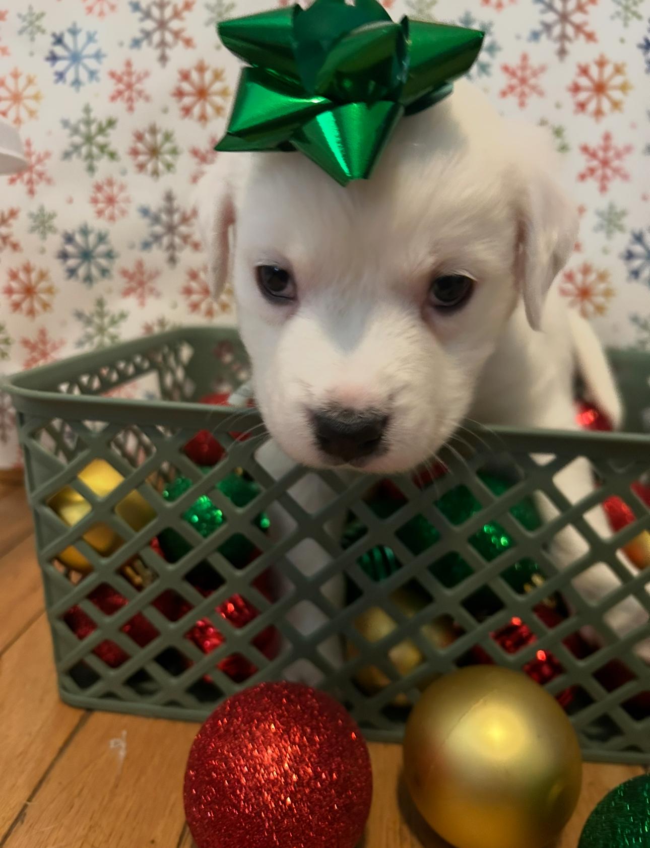 Enlarge Zero, an adoption pending mixed breed in Youngstown, OH image 2/2