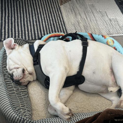 Wes, Adoptable, Adult Male English Bulldog.