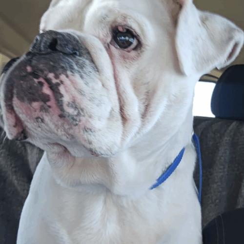 Enlarge Wes, a Adoptable English Bulldog in Austin, TX image 2/5