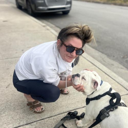 Wes, Adoptable, Adult Male English Bulldog.